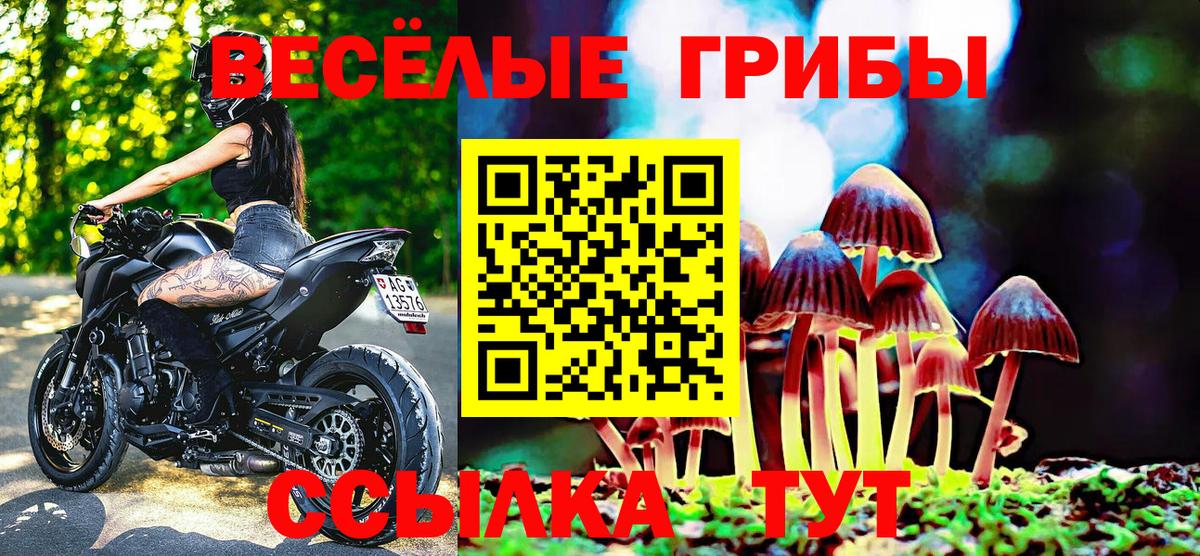 где найти наркотики  Белореченск  Псилоцибиновые грибы Psilocybe  Псилоцибиновые грибы Psilocybine cubensis 